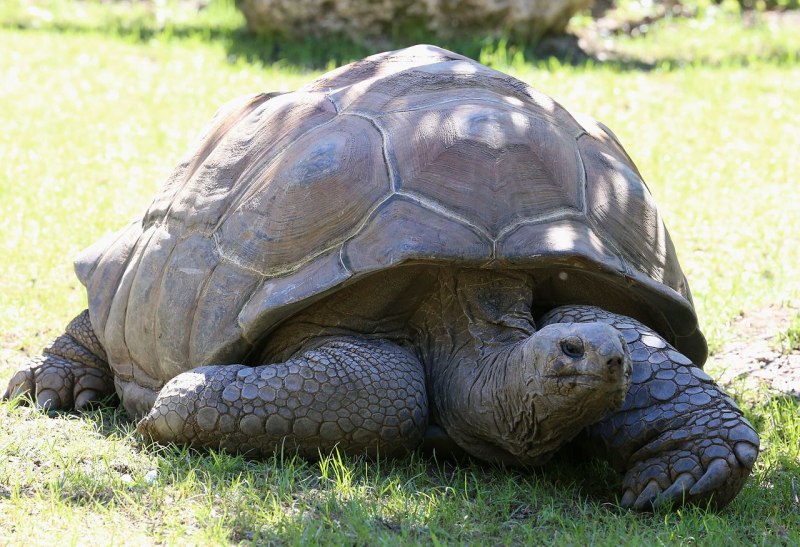 Turtle Tortoise