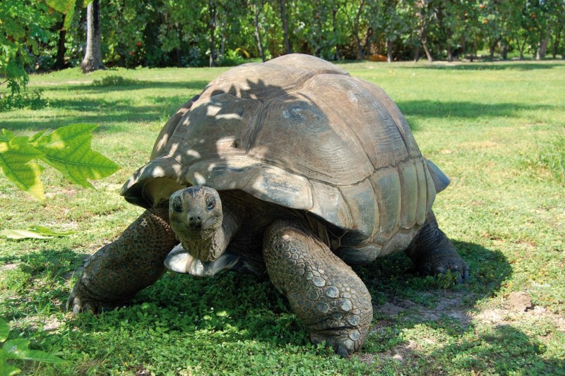 La Tortue geant des Galapagos книга Ребекки