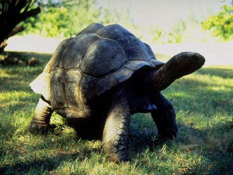 Зеленая слоновая черепаха (62 фото)