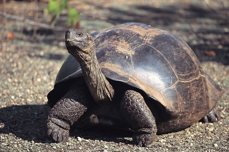 Aldabra giant Tortoise