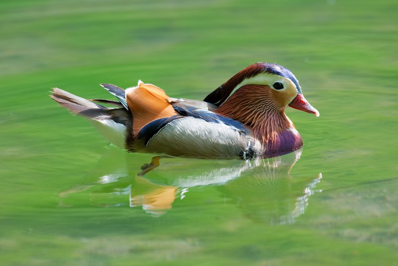 Утка-Мандаринка (Aix galericulata) Приморье