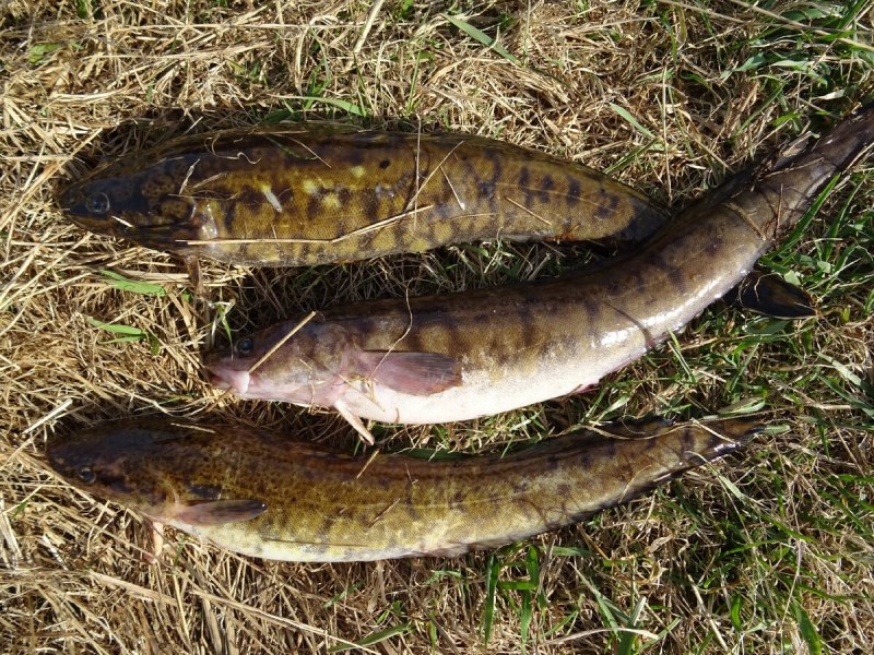 Морской налим