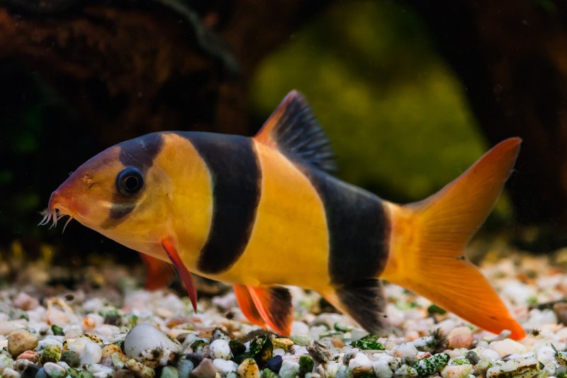 Botia Helodes