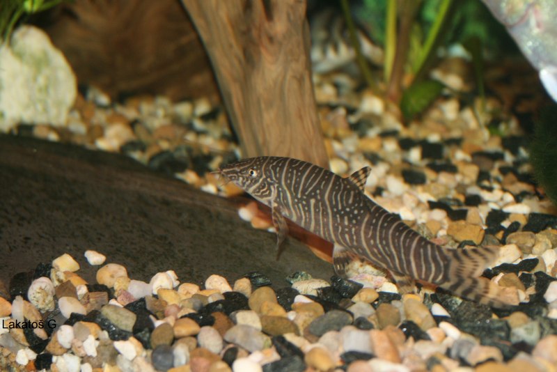 Боция полосатая (Botia striata)