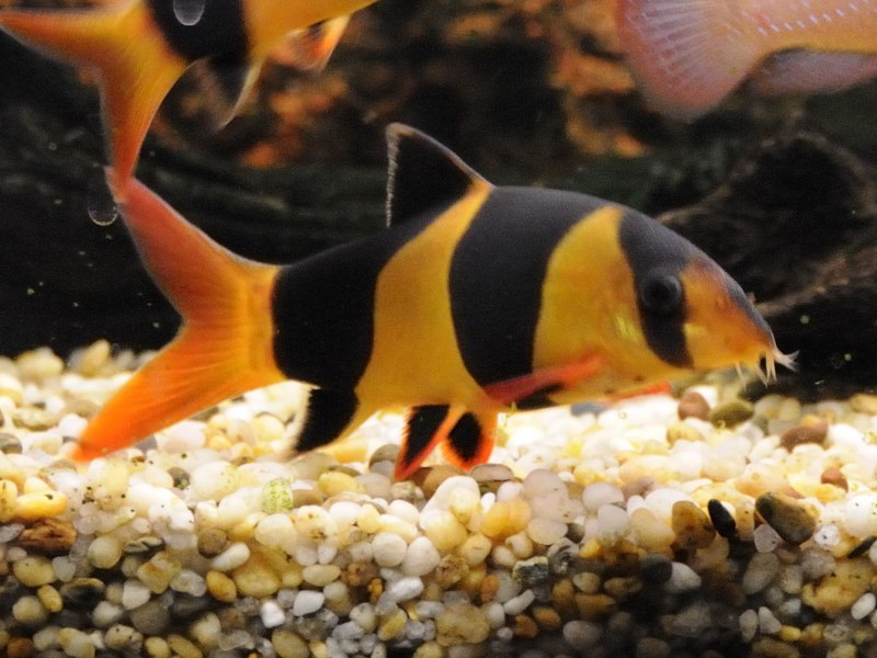Chromobotia macracanthus