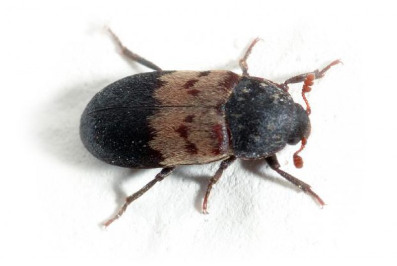 Ctenicera pectinicornis Linnaeus, 1758