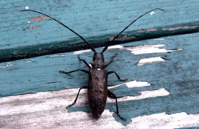 Xestobium rufovillosum