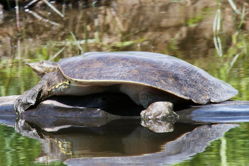 Дальневосточная черепаха Trionyx sinensis