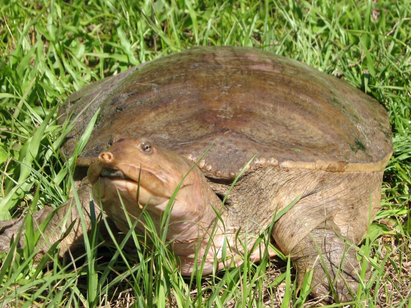 Колючий трионикс