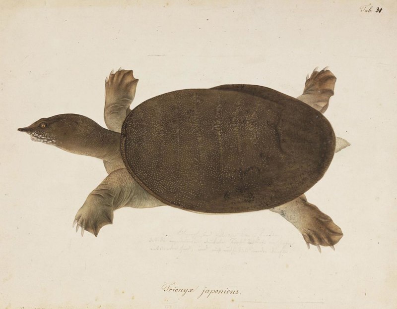 Pelodiscus sinensis (Дальневосточная черепаха, китайский трионикс)
