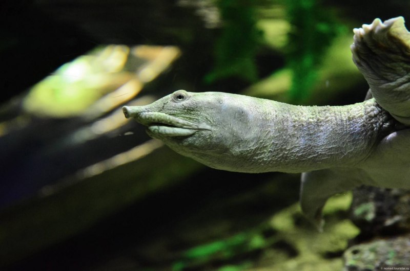 Pelochelys bibroni