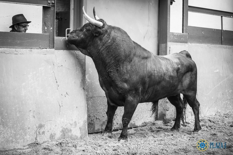 Red Cow чб