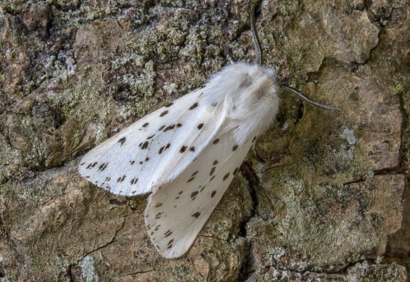 Cerura vinula