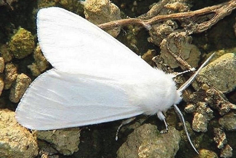 Actias Luna Albinism белая