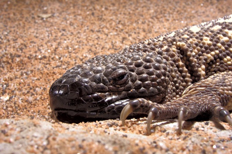 Heloderma horridum