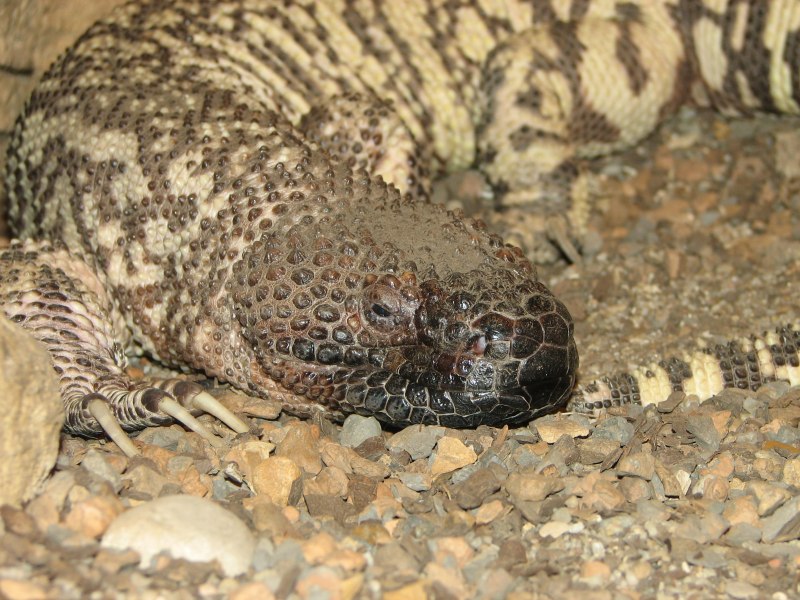 Эскорпион (Heloderma horridum)
