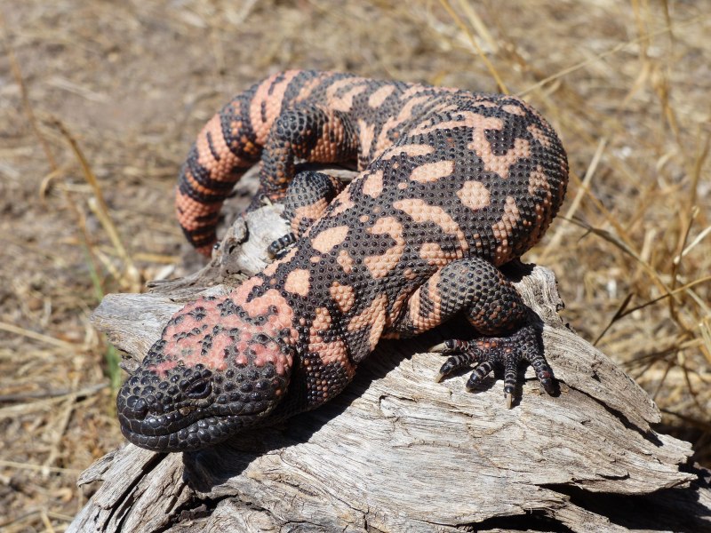 Heloderma suspectum suspectum