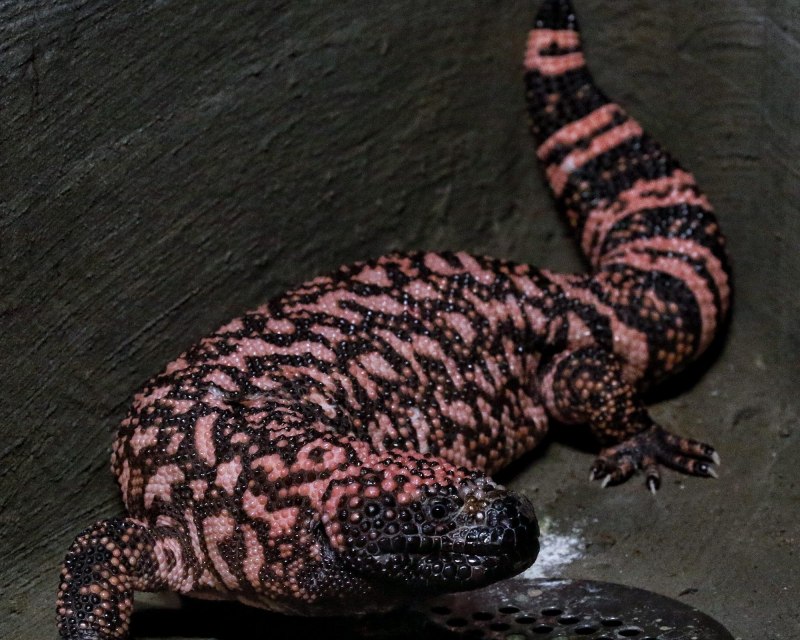 Heloderma suspectum