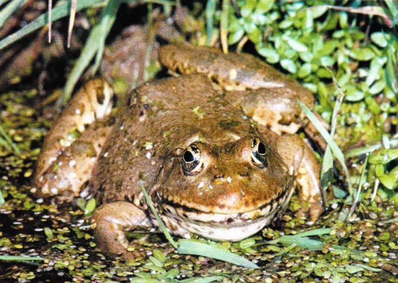 Картинки Аллигатор китайский