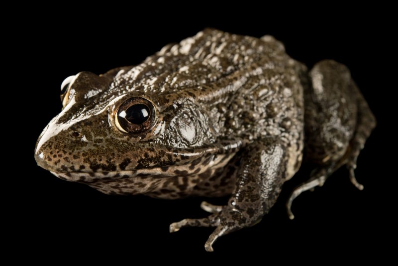 Lithobates sevosus