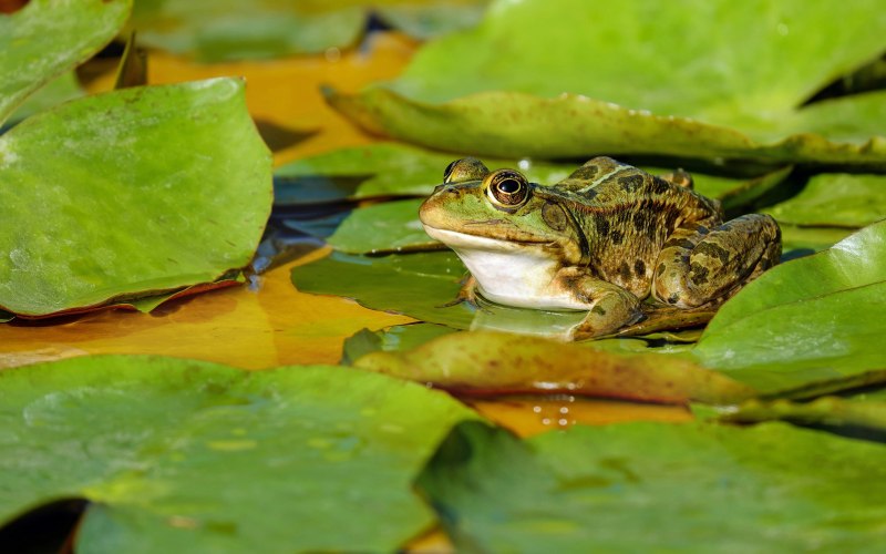 Hoplobatrachus tigerinus