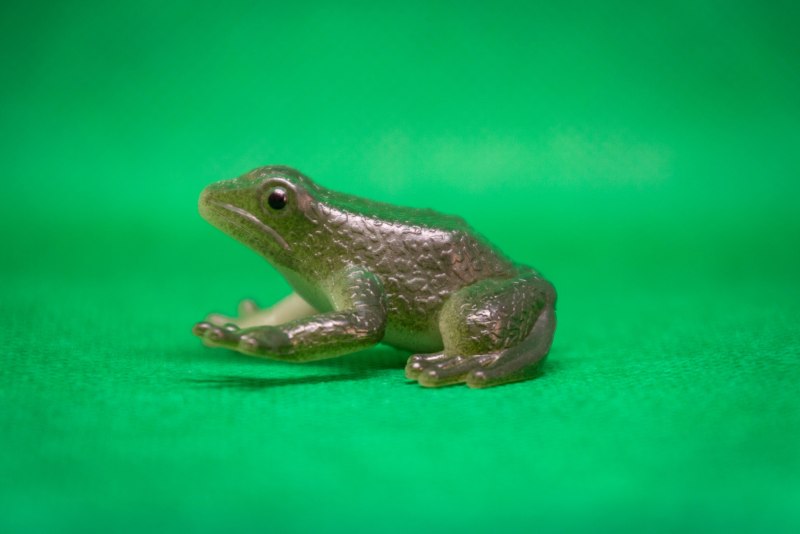 Камышовая жаба Bufo calamita