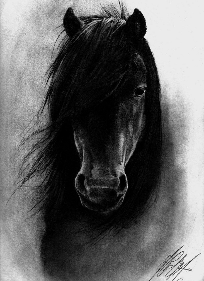 Николай Когут Black Horse