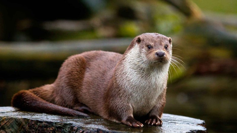 Выдры Otters