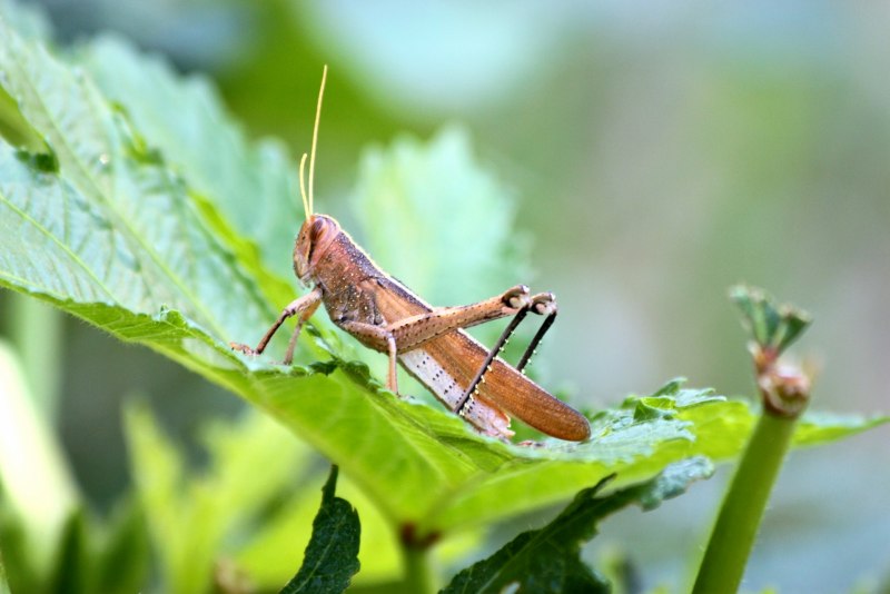 Pteronarcys reticulata