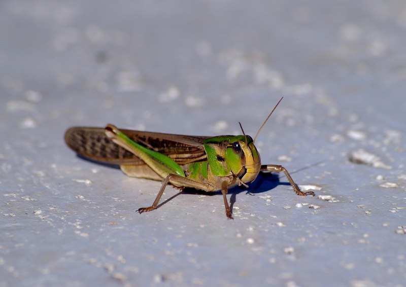 Decticus verrucivorus