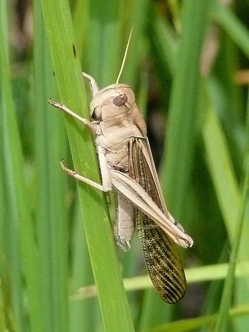 Саранча Перелетная locusta migratoria