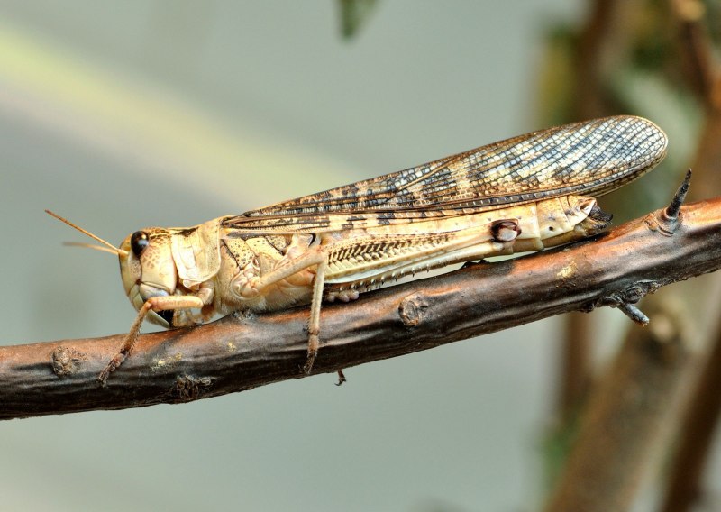 Саранча Перелетная locusta migratoria