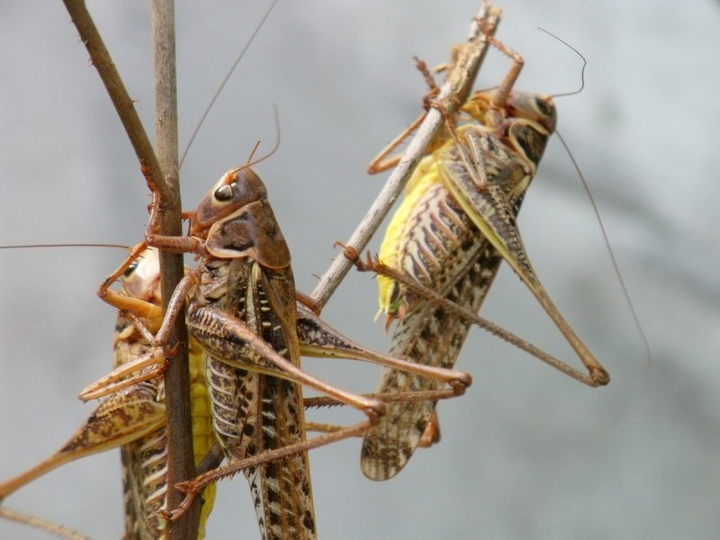 Саранча Перелетная locusta migratoria
