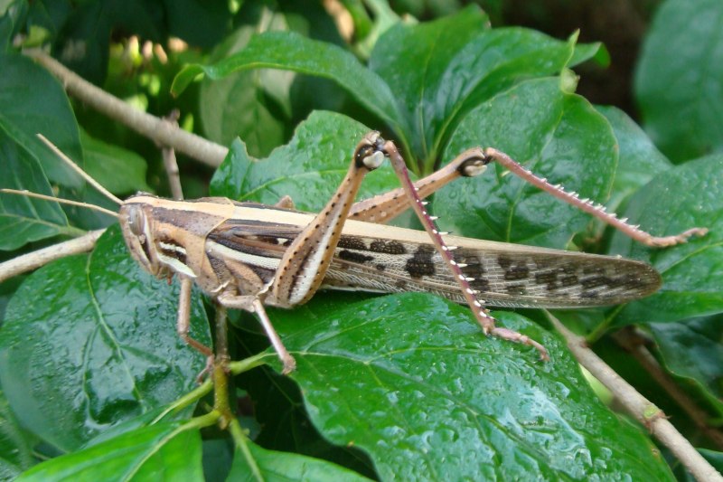 Саранча Перелетная locusta migratoria