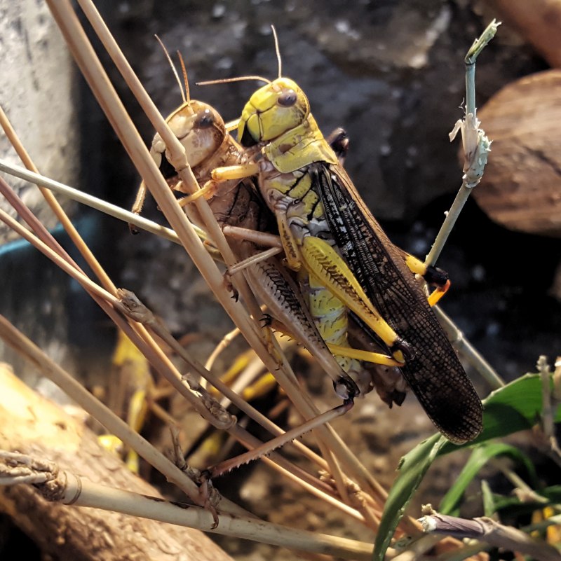 Dociostaurus maroccanus