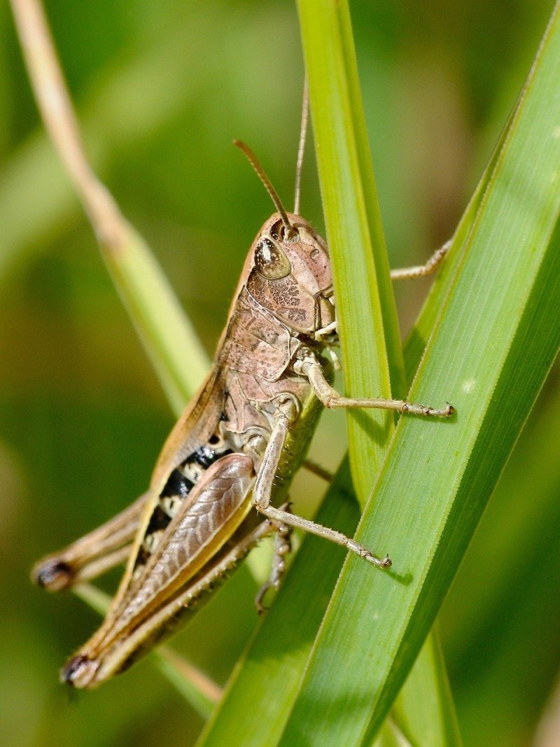 Саранча Перелетная locusta migratoria