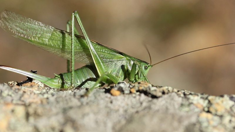 Tropidacris collaris