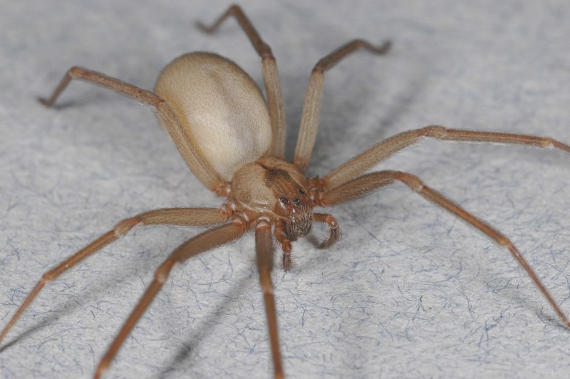 Паук отшельник Loxosceles reclusa укус