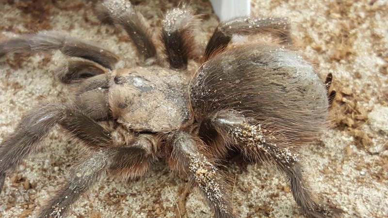 Паук Araneus SP