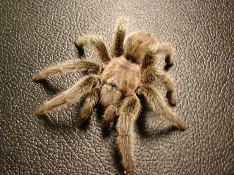 Carparachne aureoflava