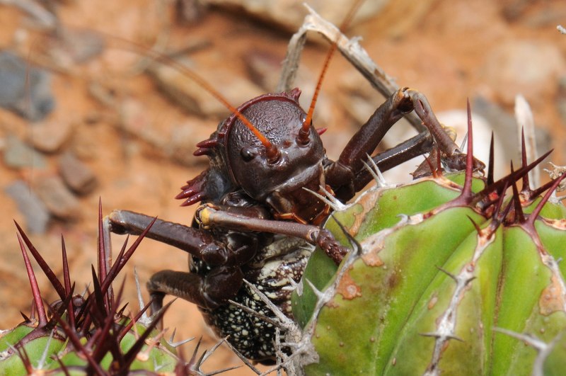 Acanthoplus discoidalis кузнечик