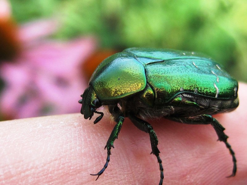 Зеленый жук бронзовка (78 фото)