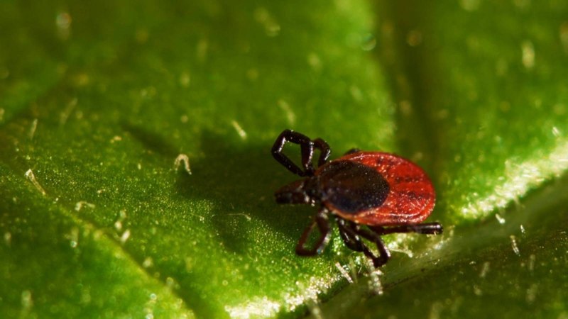 Aceria anthocoptes