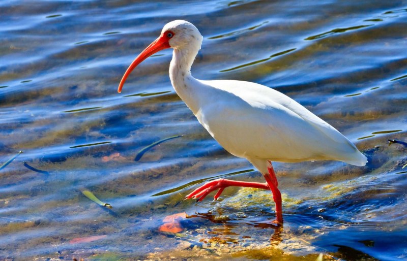 Sacred ibis