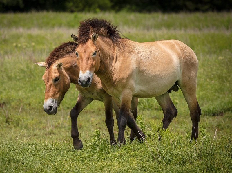 Лошадь Пржевальского Equus przewalskii