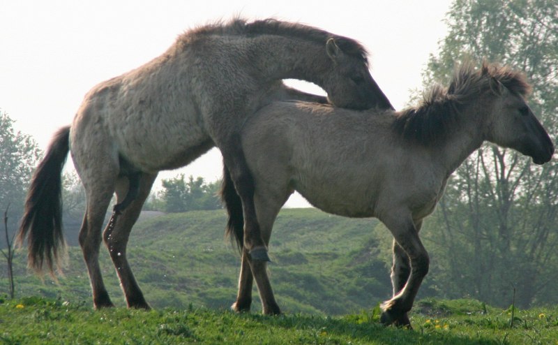 Ю Кианг