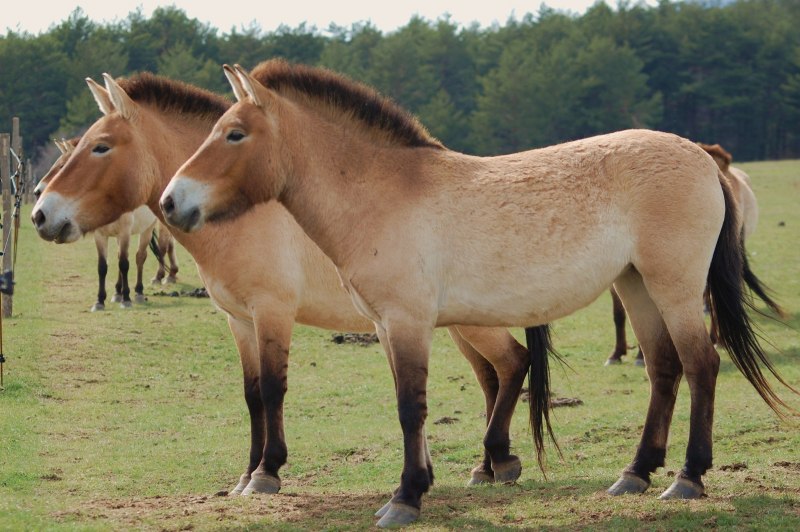 Лошадь Пржевальского Equus przewalskii