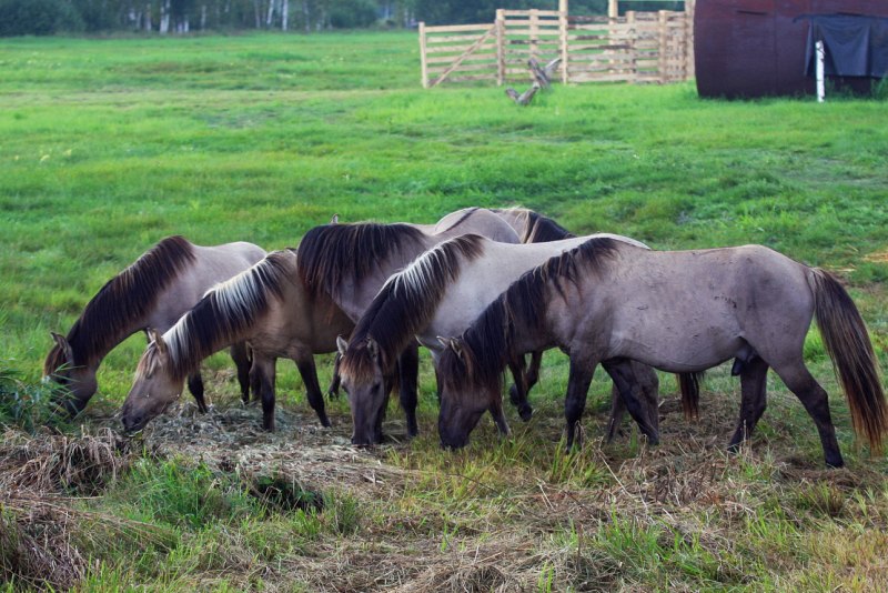 Лошадь Пржевальского Equus przewalskii