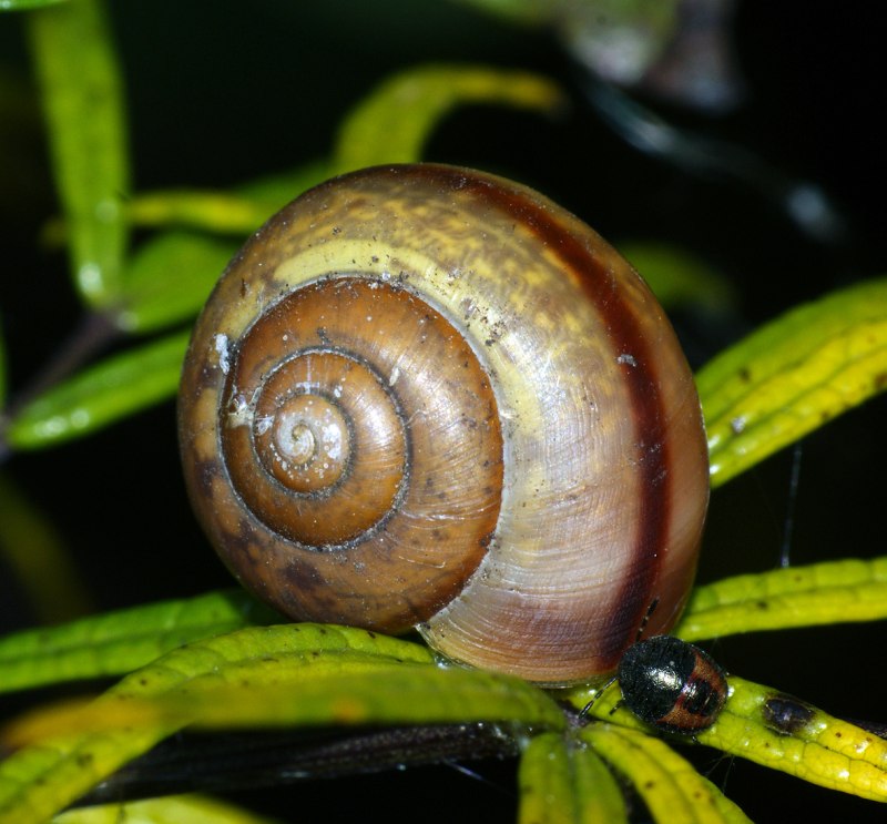 Arianta arbustorum