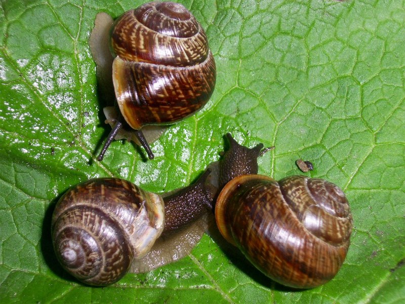 Arianta arbustorum